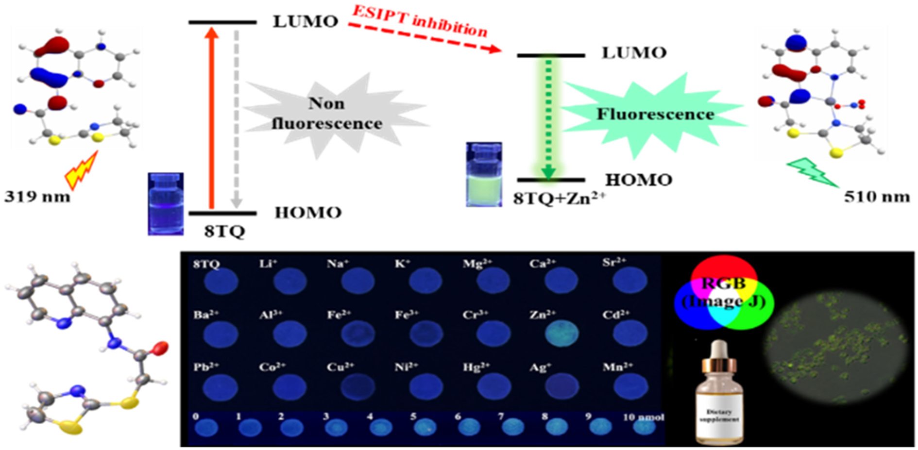 A novel turn-on fluorescent sensor based on a thiazoline–amidoquinoline derivative for Zn<sup>2+</sup> detection in dietary supplements and macrophage cells